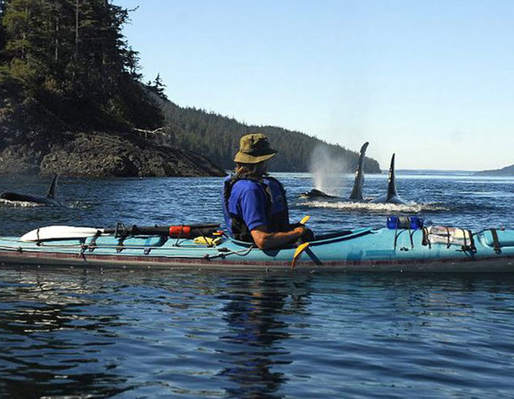 Vancouver Island North Kayaker